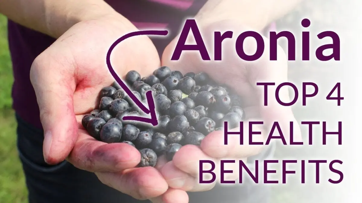 Chokeberry: useful properties of chokeberry berry. Video