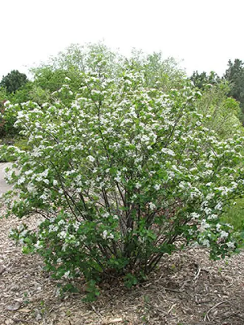 Chokeberry varieties: description