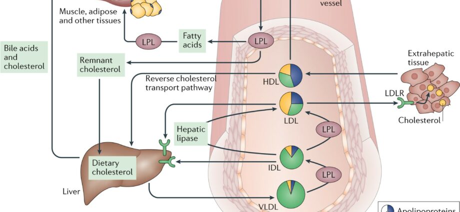 Cholesterol sy triglycerides: hyperlipidemia - Toerana mahaliana