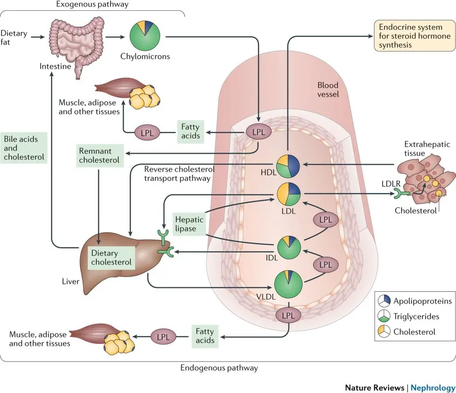 Cholesterol and triglycerides: hyperlipidemia &#8211; Sites of interest