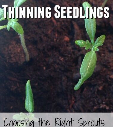 Choose seedlings