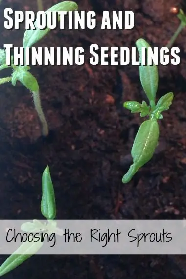 Choose seedlings