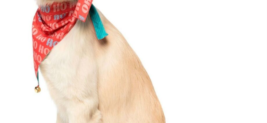 Choosing the perfect collar for your pet