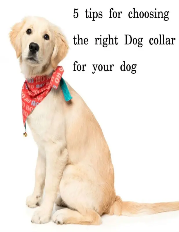 Choosing the perfect collar for your pet