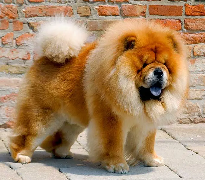 Chow-Chow