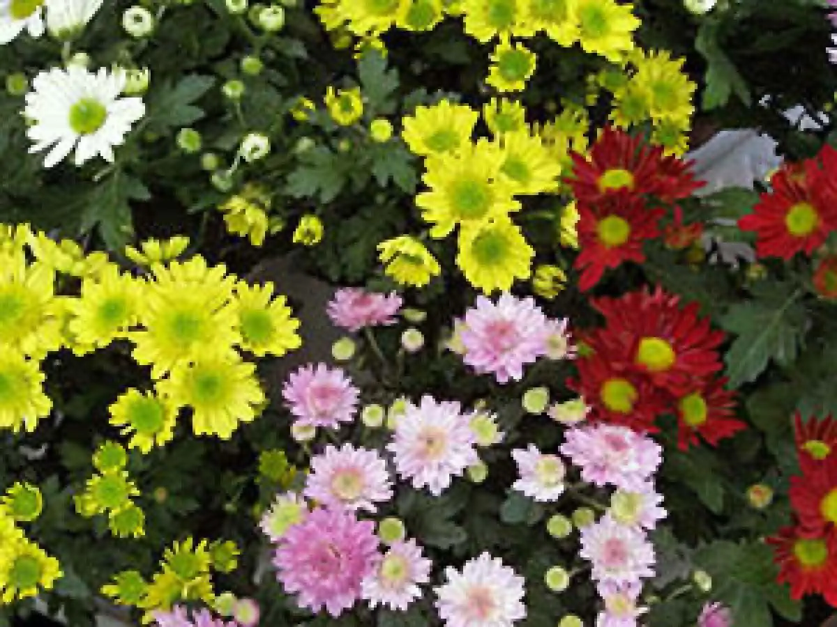 Chrysanthemum multiflora: planting and care