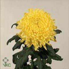 Chrysanthemum aon-cheann: cineálacha, grianghraif