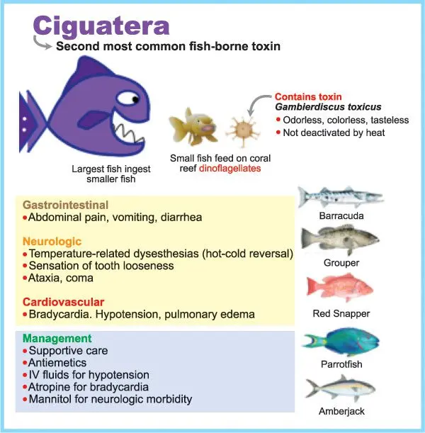 Ciguatera disease: what is it?