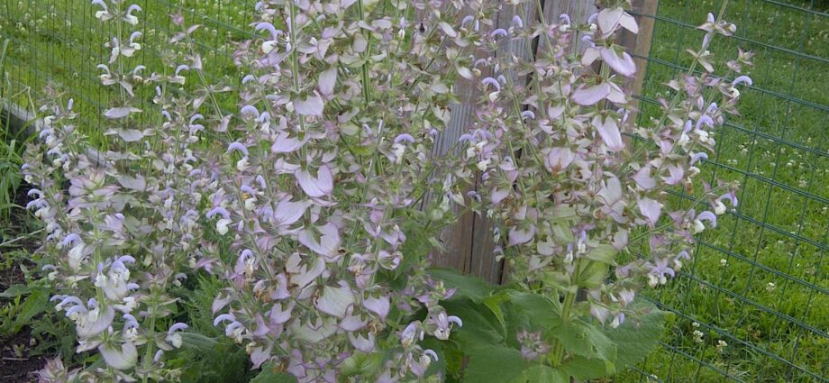 Clary sage: planting, care