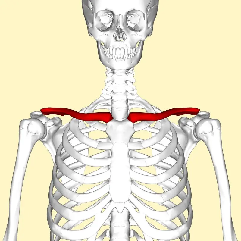 Clavicle