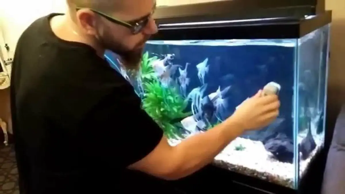 Cleaning the aquarium. Video