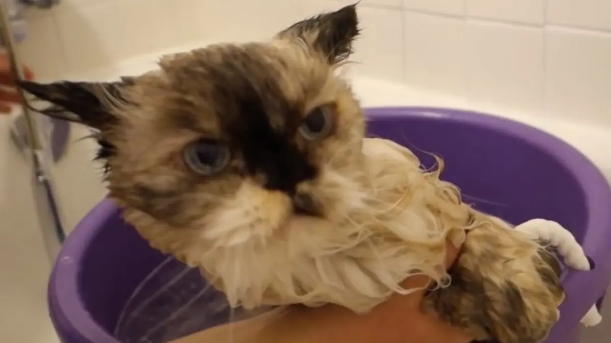 Cleaning your cat&#8217;s fur: good advice. Video