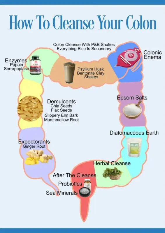 Cleansing the intestines from toxins