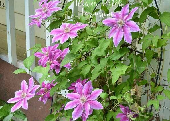 Clematis for beginners