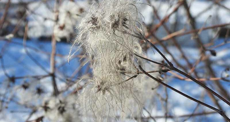 Clematis for the winter: how to cover