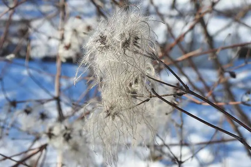 Clematis for the winter: how to cover