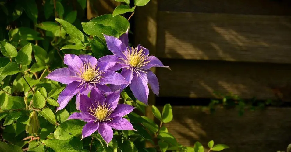 Clematis in the fall: clematis reproduction, care, preparation