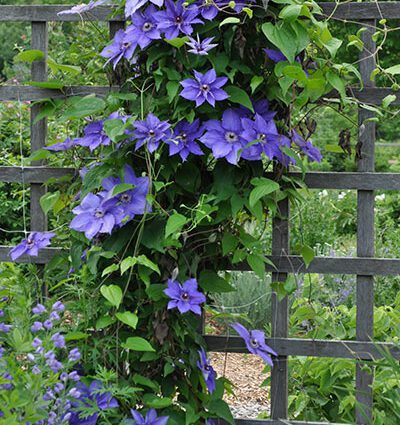 Clematis &#8211; vines