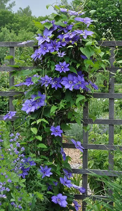 Clematis &#8211; vines