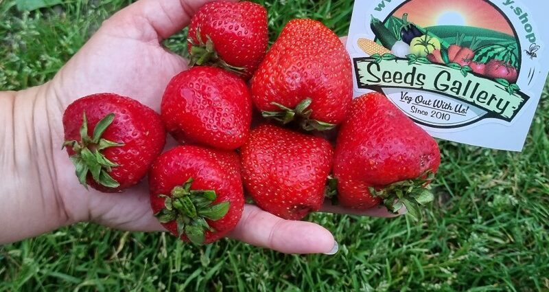 Clery草莓：品种描述