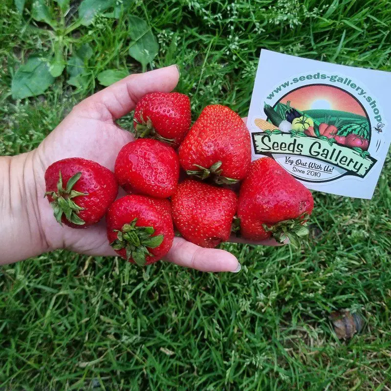 Clery strawberry: variety description