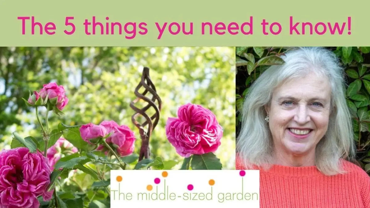 Climbing plants in the garden. Video Tips