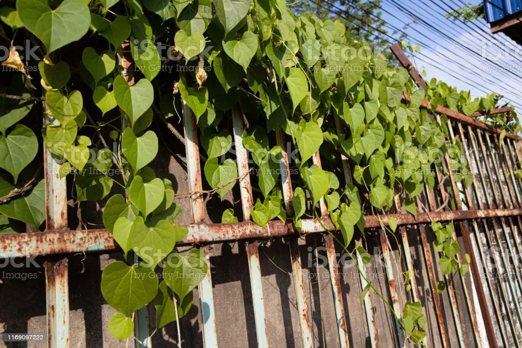 Climbing plants: ivy and grapes for landscaping. Video