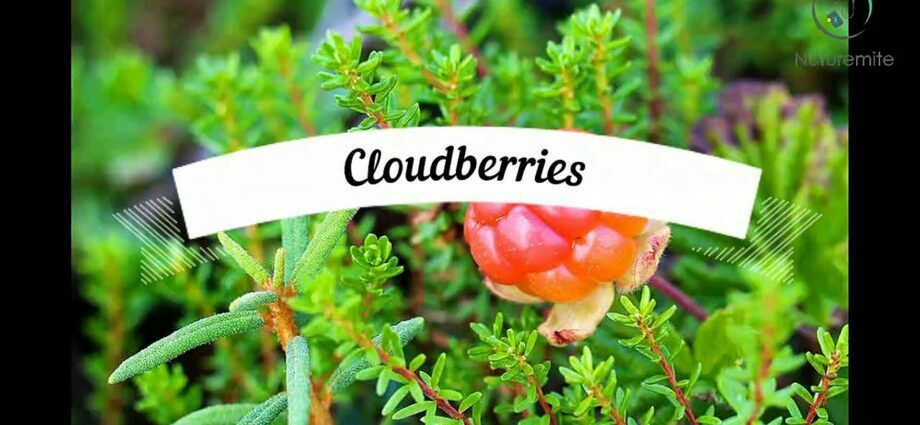 Cloudberry: beneficial properties