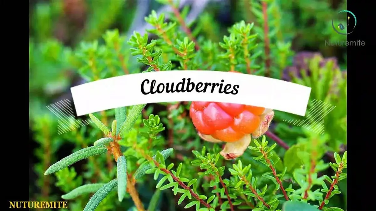 Cloudberry: beneficial properties. Video