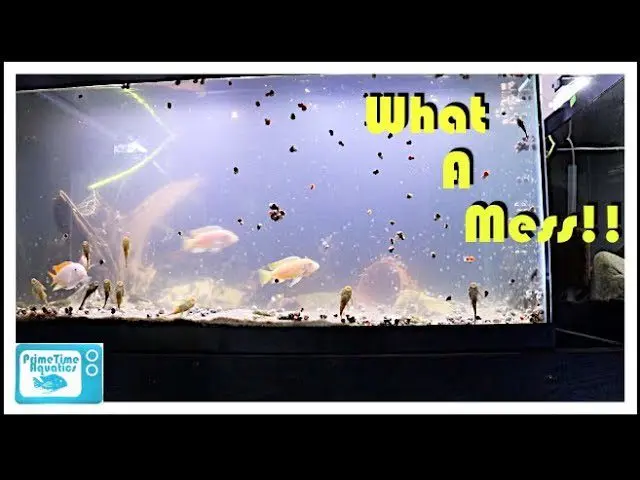 Cloudy water in an aquarium: what to do? Video