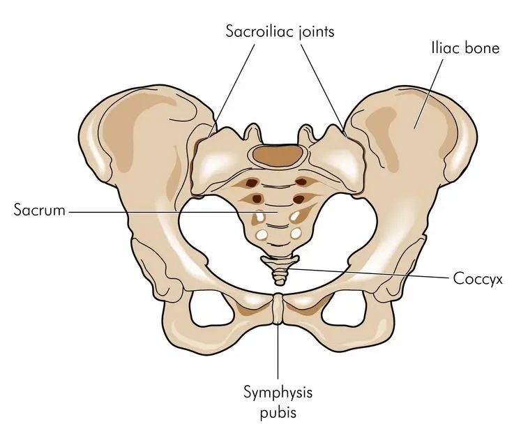 Coccyx