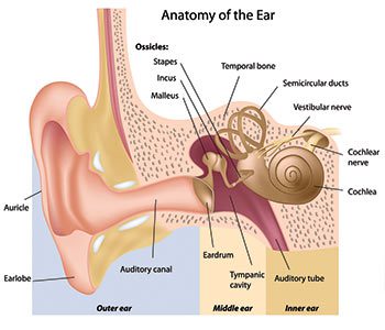 Cochlea: sadayana anu anjeun kedah terang ngeunaan bagian ceuli ieu