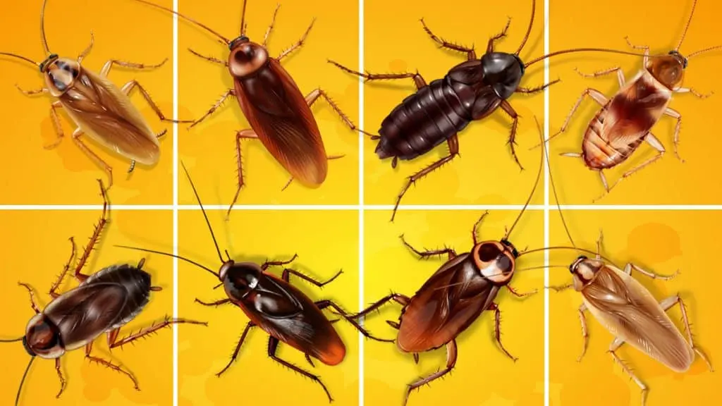 Cockroaches appeared, from where cockroaches appear