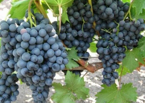 Codryanka grapes: variety description