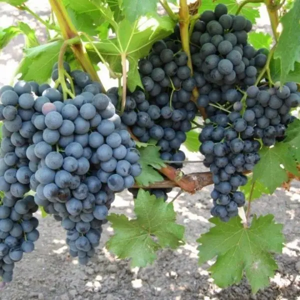 Codryanka grapes: variety description