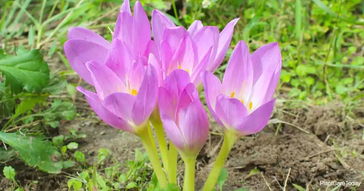 Colchicum autumn: planting, care