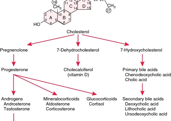 Colectasia: all you need to know about toxic megacolon