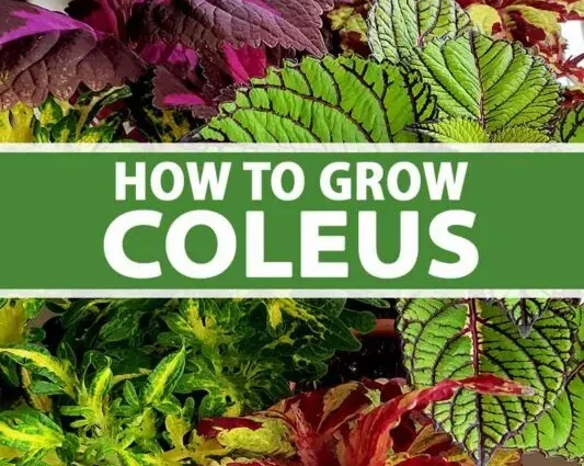 Coleus: growing from seeds, growing conditions