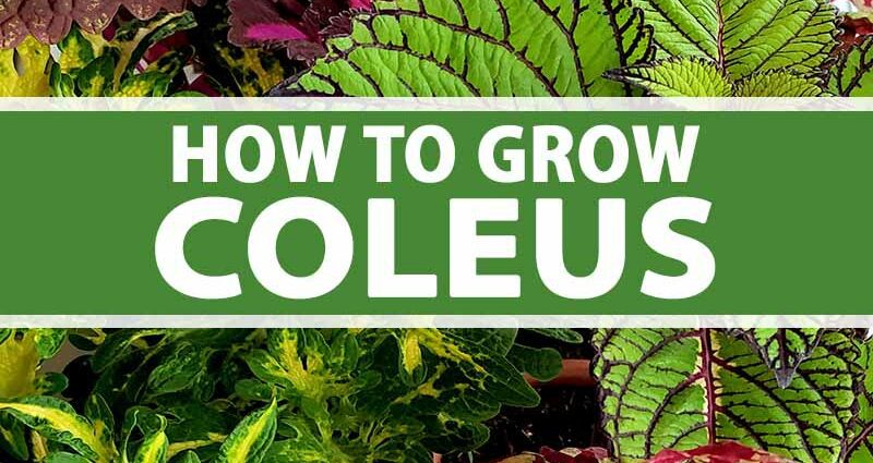 Coleus: growing from seeds, growing conditions