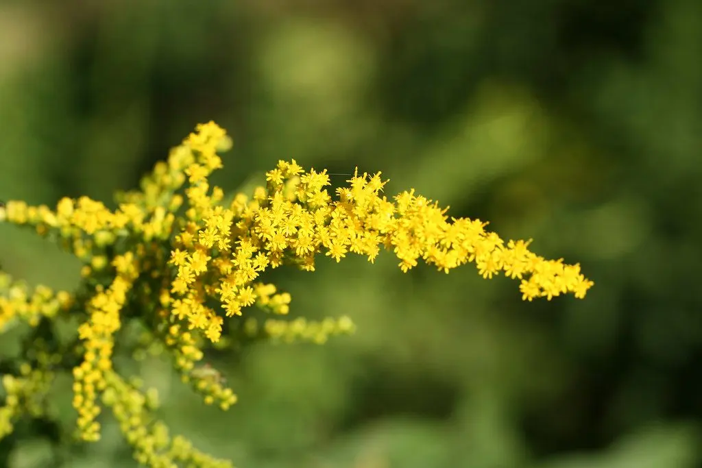 Common goldenrod: landing, photo