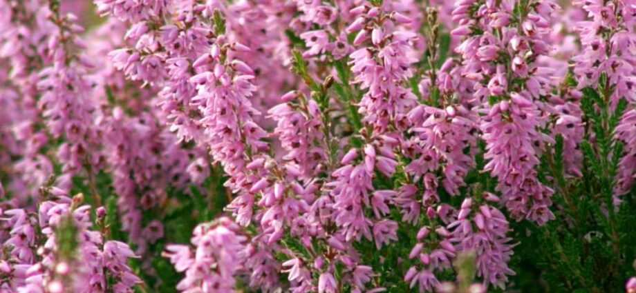 Common heather: planting a plant