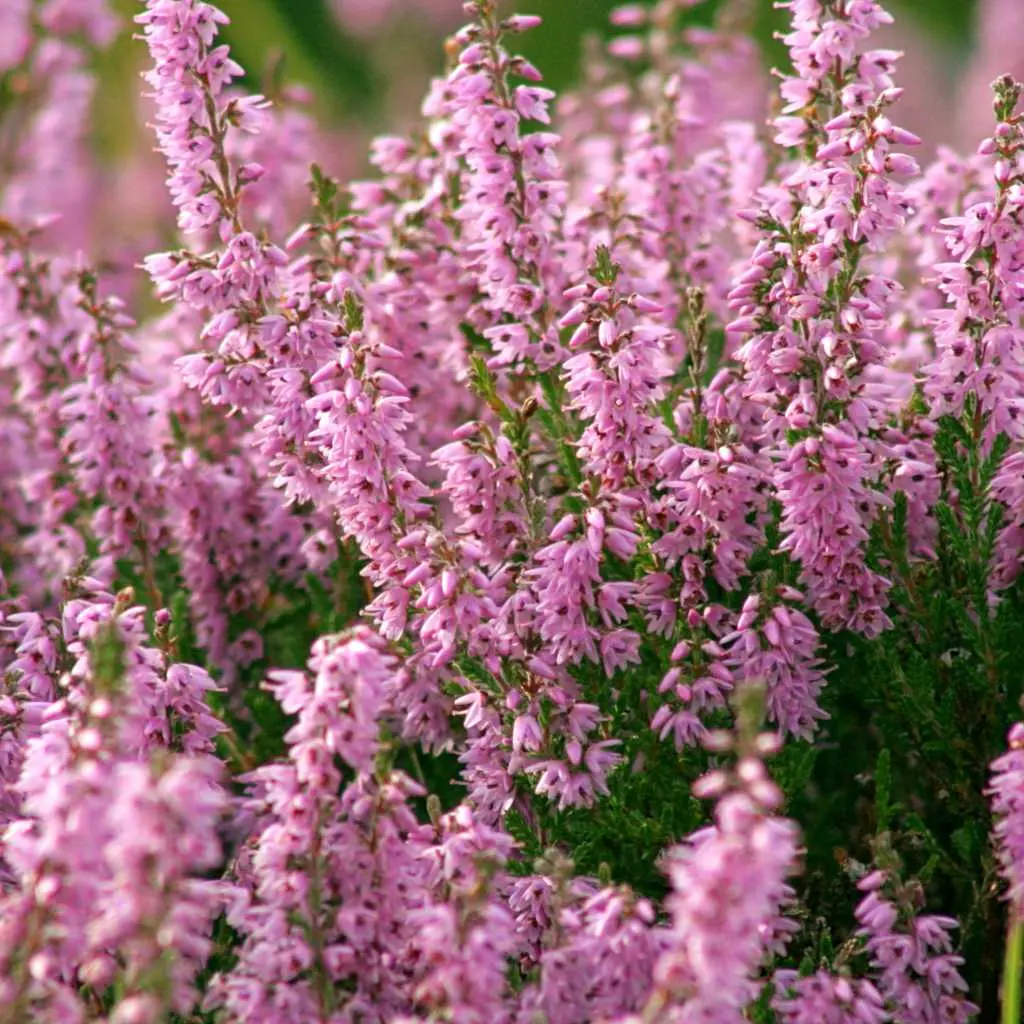 Common heather: planting a plant