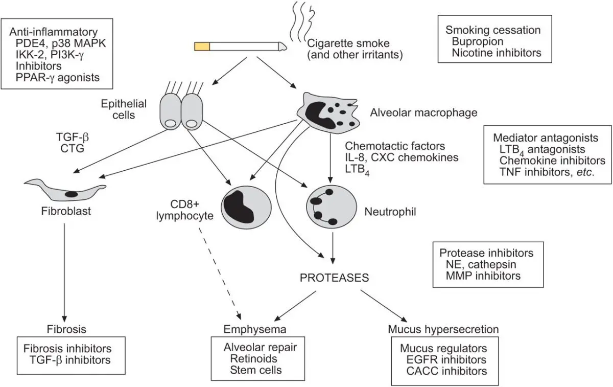 Complementary approaches to chronic bronchitis and emphysema (COPD)