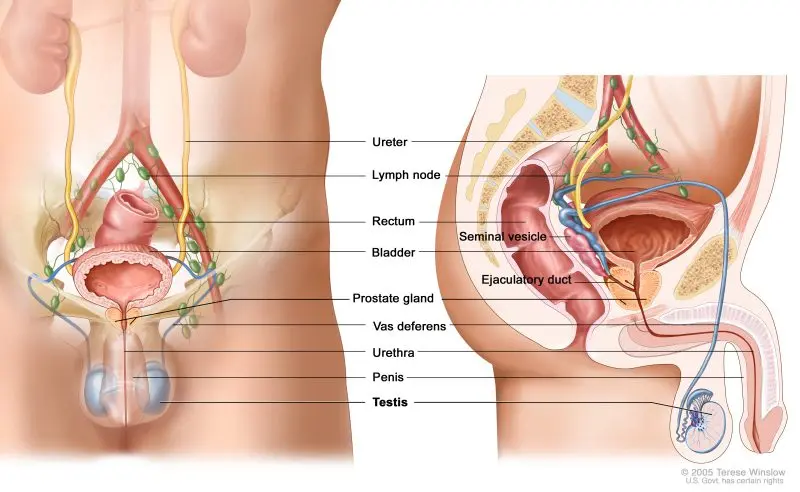 Complementary approaches to testicular cancer