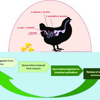 Abordagens complementares ao tratamento da gripe aviária