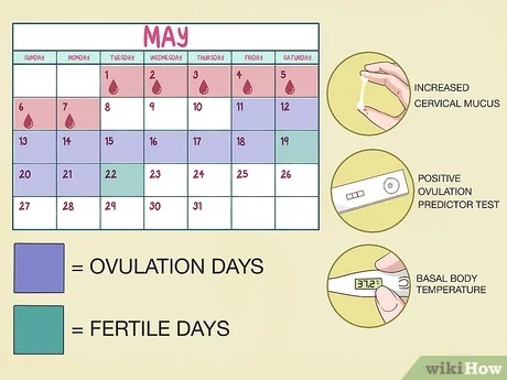 לוח שנה להתעברות: מה צריך כדי להיכנס להריון? וִידֵאוֹ