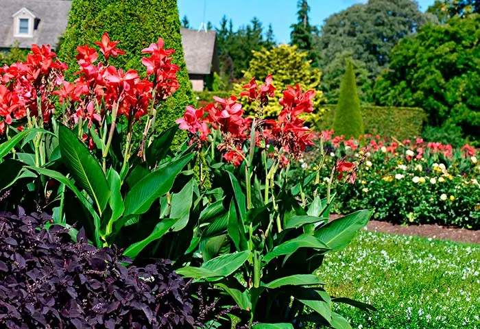 Conditions for growing cannes in the garden