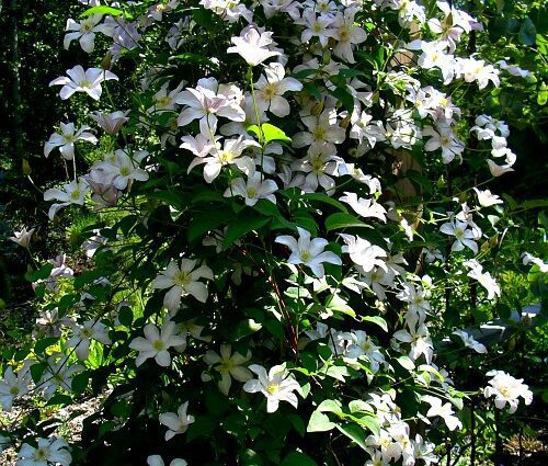 Conditions for growing clematis from seeds