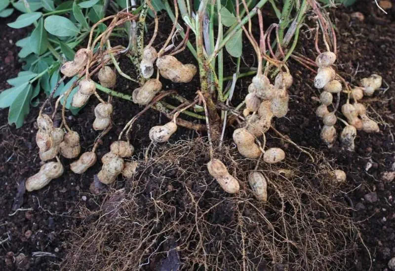 Conditions for growing peanuts in the open field