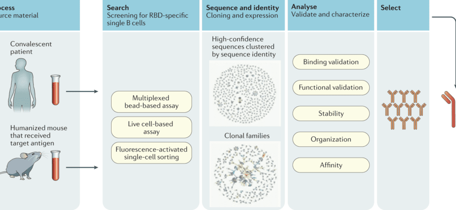 Congenital immunity to coronavirus and other answers to the most common questions about COVID-19